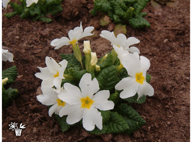 Primula juliae   'Schneereisin'